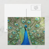 Pfauenpostkarte Postkarte (Vorne/Hinten)