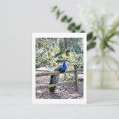 Pfauenpostkarte wiederherstellen postkarte (Stehend Vorderseite)