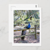 Pfauenpostkarte wiederherstellen postkarte (Vorne/Hinten)