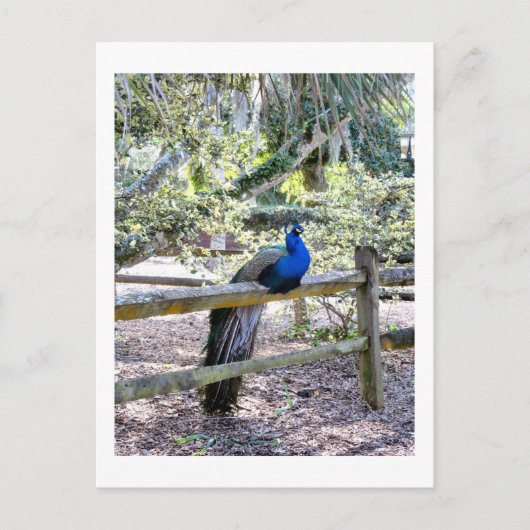 Pfauenpostkarte wiederherstellen postkarte (Vorderseite)