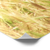 PfauenPrint Poster (Ecke)