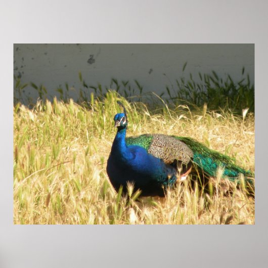 PfauenPrint Poster (Vorne)