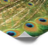 PfauenPrint Poster (Ecke)