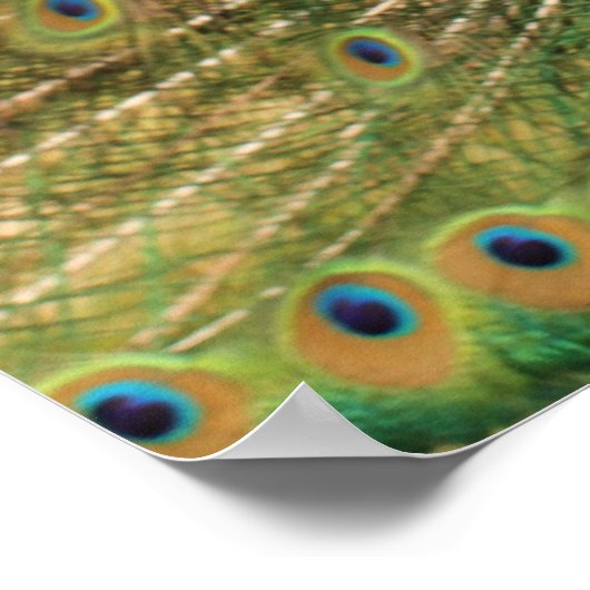 PfauenPrint Poster (Ecke)