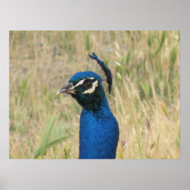 PfauenPrint Poster