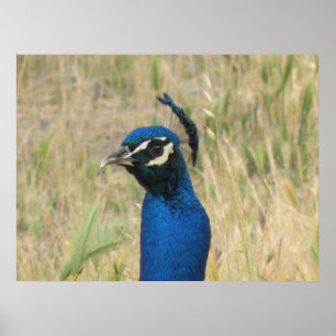 PfauenPrint Poster