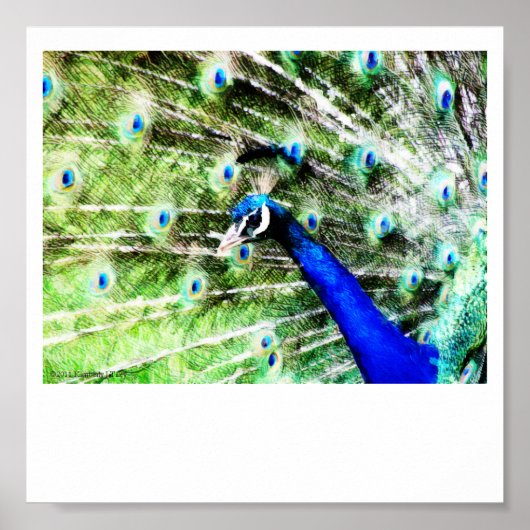 PfauenPrint Poster (Vorne)