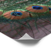 PfauenPrint Poster (Ecke)