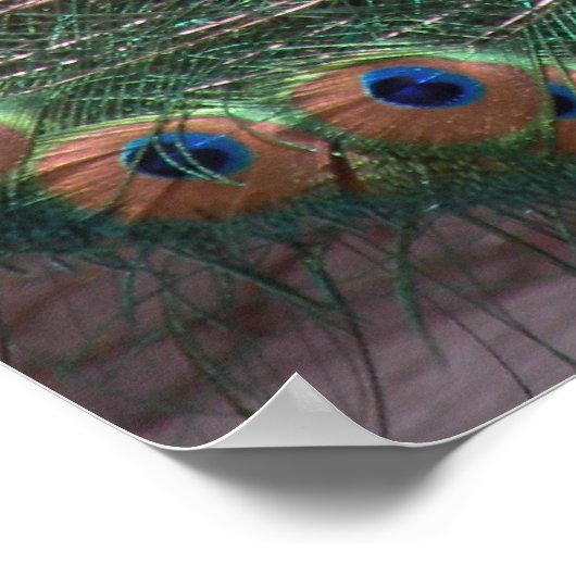 PfauenPrint Poster (Ecke)