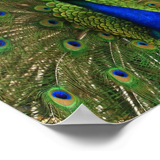 PfauenPrint Poster (Ecke)