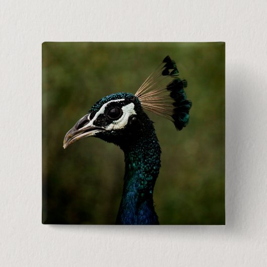 Pfauenprofil Button (Vorderseite)