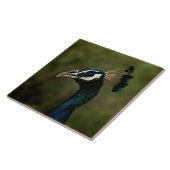Pfauenprofil Fliese (Seite)