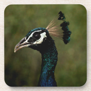 Pfauenprofil Getränkeuntersetzer