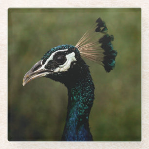 Pfauenprofil Glasuntersetzer