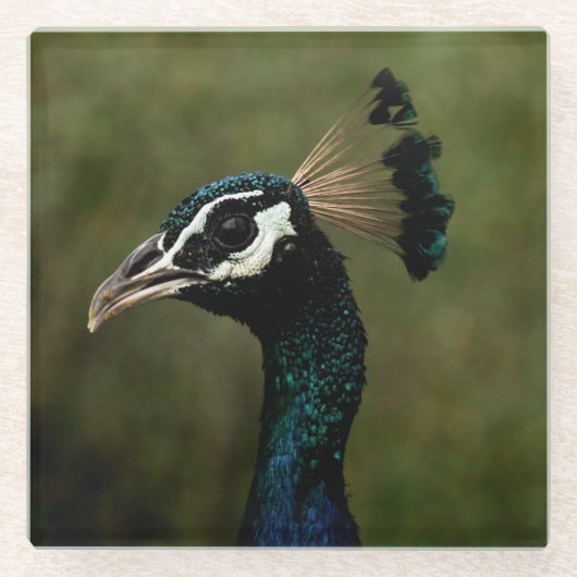 Pfauenprofil Glasuntersetzer (Vorderseite)