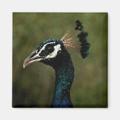 Pfauenprofil Magnet (Vorne)