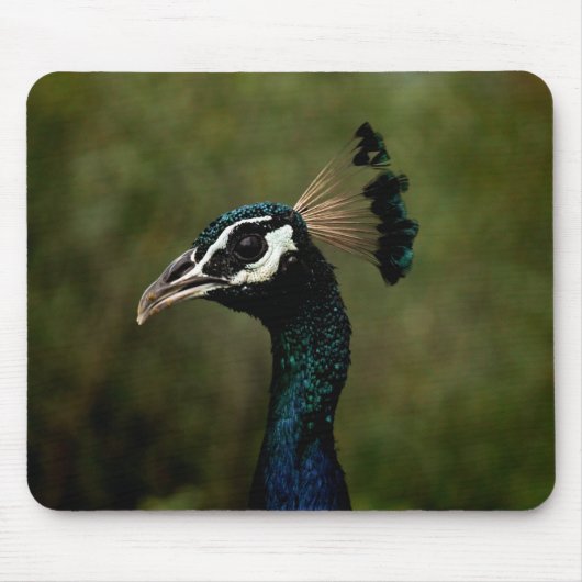 Pfauenprofil Mousepad (Vorne)