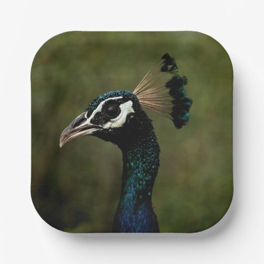 Pfauenprofil Pappteller (Vorderseite)