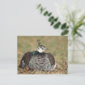 Pfauenschlafend Postkarte (Stehend Vorderseite)