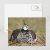 Pfauenschlafend Postkarte (Vorne/Hinten)