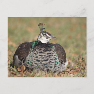 Pfauenschlafend Postkarte