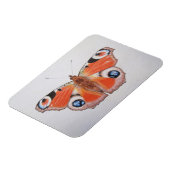 Pfauenschmetterling 2012 magnet (Linke Seite)