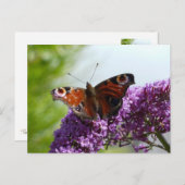 Pfauenschmetterling 2 postkarte (Vorne/Hinten)