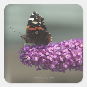 Pfauenschmetterling auf Blume Quadratischer Aufkleber