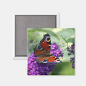 Pfauenschmetterling (Inachis io) Magnet (Vorderseite/Rückseite)