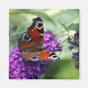 Pfauenschmetterling (Inachis io) Magnet