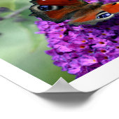 Pfauenschmetterling (Inachis io) Poster (Ecke)