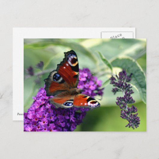 Pfauenschmetterling (Inachis io) Postkarte (Vorne/Hinten)