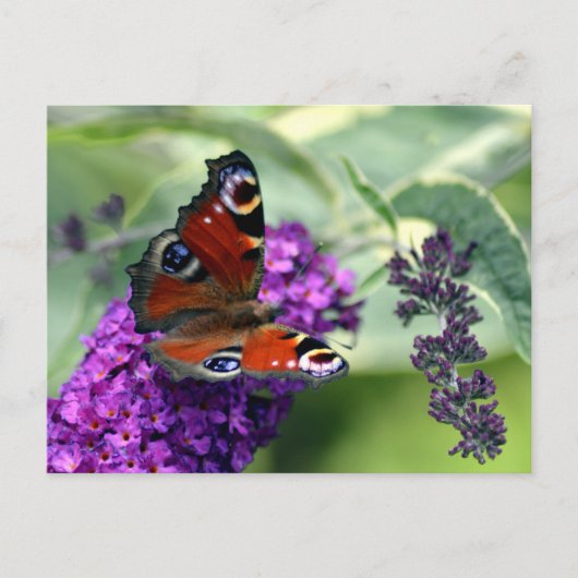 Pfauenschmetterling (Inachis io) Postkarte (Vorderseite)