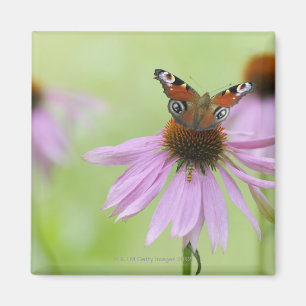 Pfauenschmetterling (Inachis io), Trinknektar Magnet