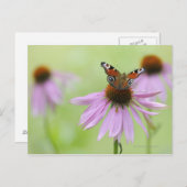 Pfauenschmetterling (Inachis io), Trinknektar Postkarte (Vorne/Hinten)