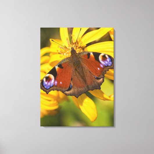 Pfauenschmetterling Leinwanddruck (Vorderseite)