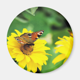 Pfauenschmetterling - Magnet