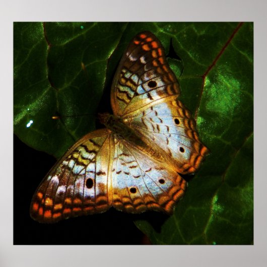 Pfauenschmetterling Poster (Vorne)