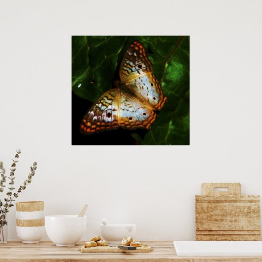 Pfauenschmetterling Poster (Küche)