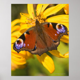 Pfauenschmetterling Poster