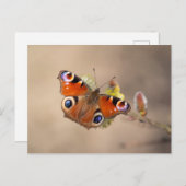 Pfauenschmetterling-Postkarte Postkarte (Vorne/Hinten)