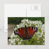 Pfauenschmetterling-Raupe Postkarte (Vorne/Hinten)