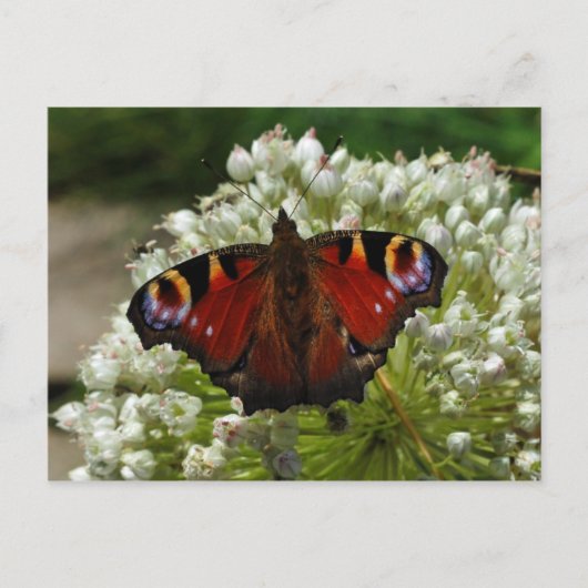 Pfauenschmetterling-Raupe Postkarte (Vorderseite)