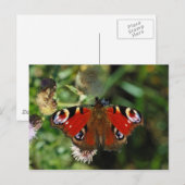 Pfauenschmetterling-Raupe Postkarte (Vorne/Hinten)