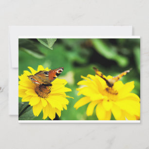 Pfauenschmetterlinge - Einladung