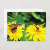 Pfauenschmetterlinge - Postkarte (Vorne/Hinten)