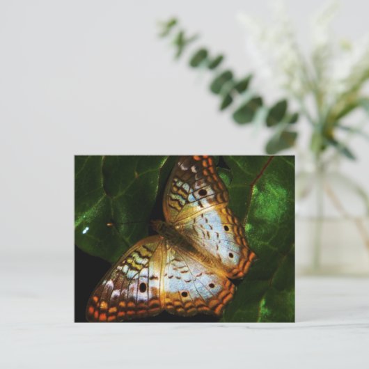 Pfauenschmetterlingskarte Postkarte (Stehend Vorderseite)