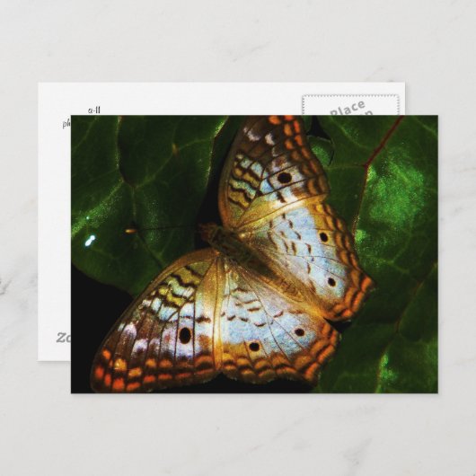 Pfauenschmetterlingskarte Postkarte (Vorne/Hinten)