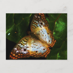 Pfauenschmetterlingskarte Postkarte
