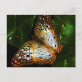 Pfauenschmetterlingskarte Postkarte (Vorderseite)